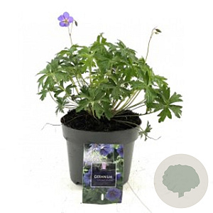 Geranium 'Johnson's Blue' C1.5 wortelecht