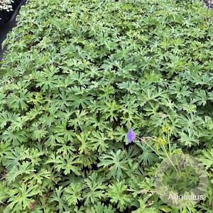 Geranium 'Johnson's Blue' GM 2,0L