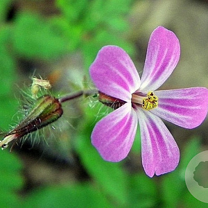 Geranium robertianum GM P9