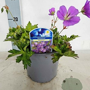 Geranium Rozanne C1.5 wortelecht