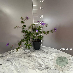 Geranium Rozanne GM 2,0L