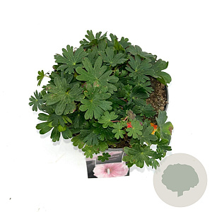 Geranium sanguineum striatum GM 2,0L