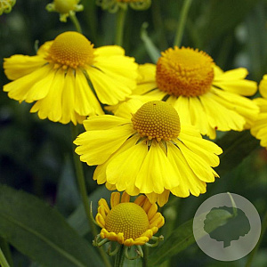Helenium 'Helena Yellow' GM 2,0L