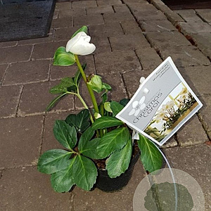 Helleborus n. 'Christmas Carol' GM P9