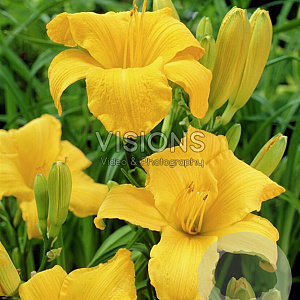 Hemerocallis 'Chicago Sunrise' GM P9