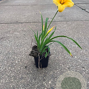 Hemerocallis 'Stella de Oro' GM P9