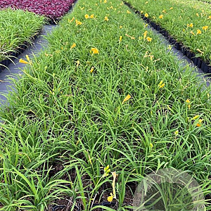 Hemerocallis 'Stella de Oro' GM P9
