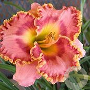 Hemerocallis 'The Bride' GM P9