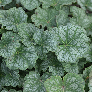 Heuchera americana 'Dale's Strain' GM P9