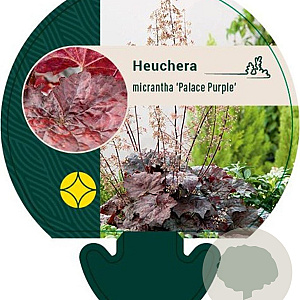 Heuchera m. 'Palace Purple' GM P9