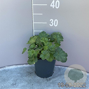 Heuchera sang. 'Leuchtkäfer' GM 2,0L