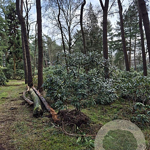 Rhododendron 'Cunningham's White' 200-250 cm met kluit boskwaliteit