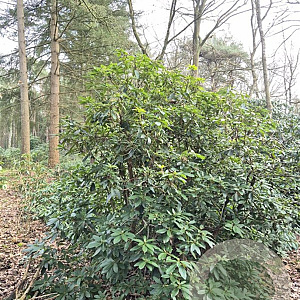 Rhododendron 'Cunningham's White' 200-300 cm met kluit boskwaliteit solitair