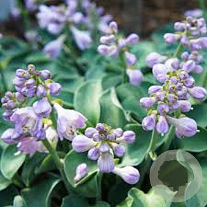 Hosta 'Blue Mouse Ears' C1.5 wortelecht
