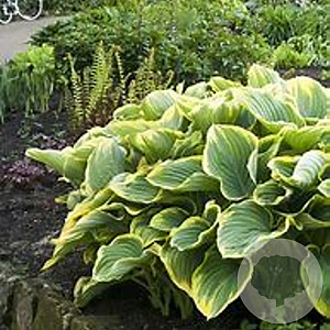 Hosta 'Frances Williams' GM 2,0L