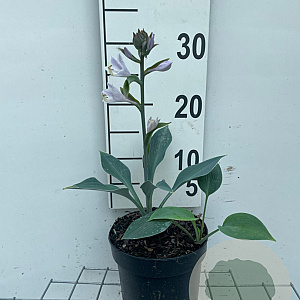 Hosta 'Halcyon' GM 2,0L