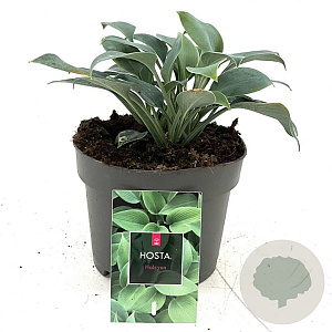 Hosta 'Halcyon' GM 2,0L