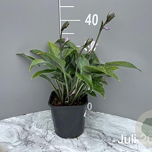 Hosta 'Halcyon' GM 2,0L