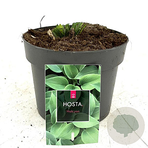 Hosta 'Halcyon' GM 2,0L
