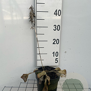 Hosta 'Halcyon' GM 2,0L