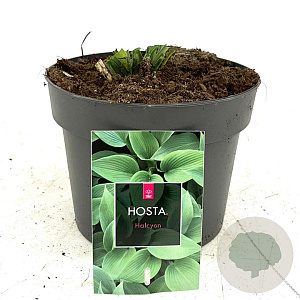 Hosta 'Halcyon' GM 2,0L