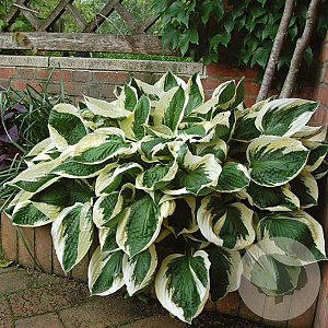 Hosta 'Patriot' C1.5 wortelecht