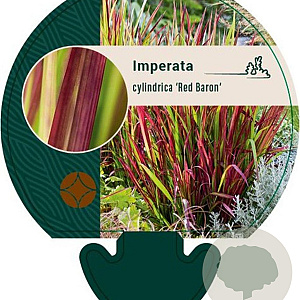 Imperata "Red Baron" GM P9