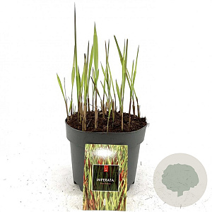 Imperata "Red Baron" GM 2,0L