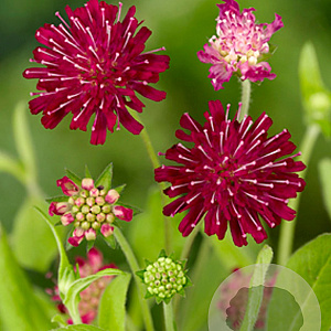 Knautia macedonica GM P9