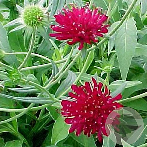 Knautia macedonica GM P9