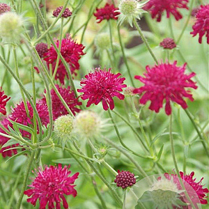 Knautia macedonica GM P9