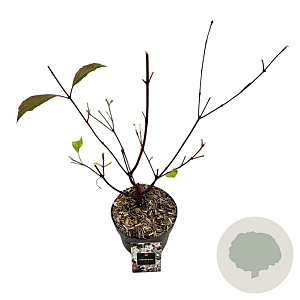 Viburnum bodn. 'Dawn' 30-40 cm 2,0L