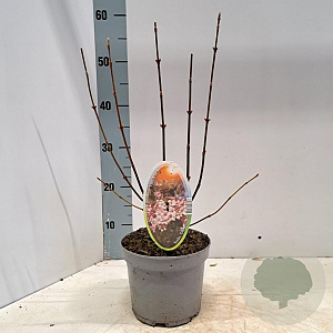 Viburnum bodn. 'Dawn' 30-40 cm 2,0L