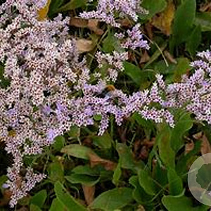 Limonium vulgare GM P9