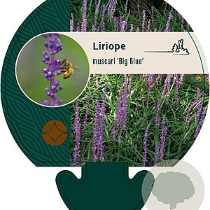 Liriope muscari 'Big Blue' GM P9