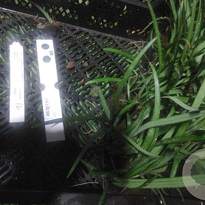 Liriope muscari 'Big Blue' GM P9