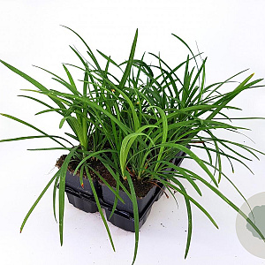 Liriope muscari 'Big Blue' GM P9