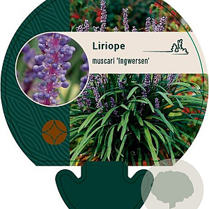 Liriope muscari 'Ingwersen' GM P9