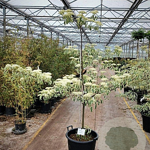 Cornus controversa 'Variegata' 175-200 cm 50L