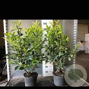Prunus l. 'Caucasica' 60-80 cm 5,0L