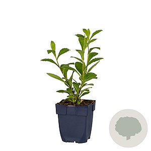 Aster frikartii 'Mönch' GM  P11