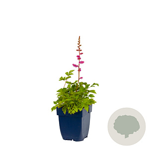 Astilbe c. 'Pumila' GM  P11