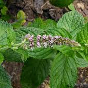 Mentha longifolia GM P9