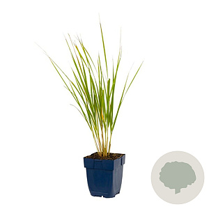 Calamagrostis acut. 'Karl Foerster' GM  P11