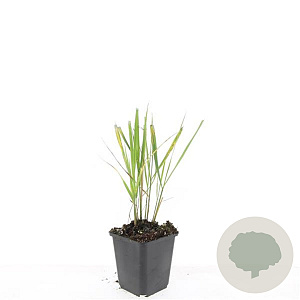 Calamagrostis acut. 'Karl Foerster' GM P9