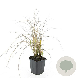 Calamagrostis acut. 'Karl Foerster' GM P9