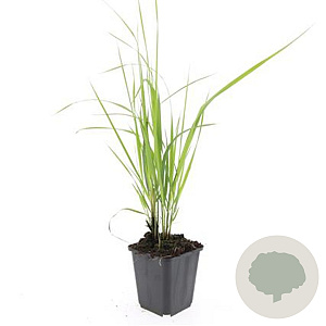 Calamagrostis acut. 'Karl Foerster' GM P9