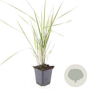 Calamagrostis acut. 'Karl Foerster' GM P9