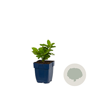 Campanula lact. 'Prichard's Var.' GM  P11