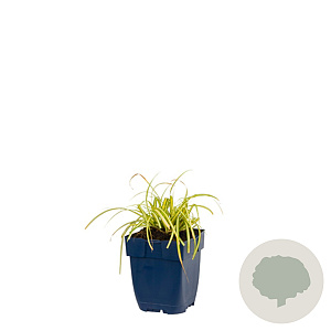 Carex oshim. 'Evergold' GM  P11